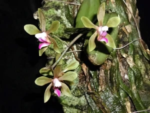 Bild von Phalaenopsis braceana 2